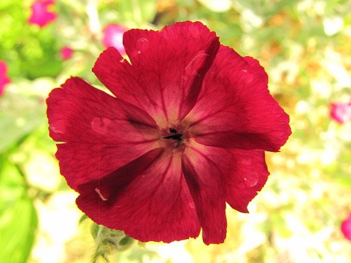 Lychnis Coronaria